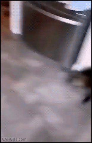 Funny Cat GIF • Hilarious cat DRIFT! Fat cat running like crazy and drifting on slippery floor. Zombies are coming hahaha Funny Cat GIF • Hilarious cat DRIFT! Fat cat running like crazy and drifting on slippery floor. Zombies are coming hahaha