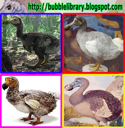did dodos dodo bird stupid