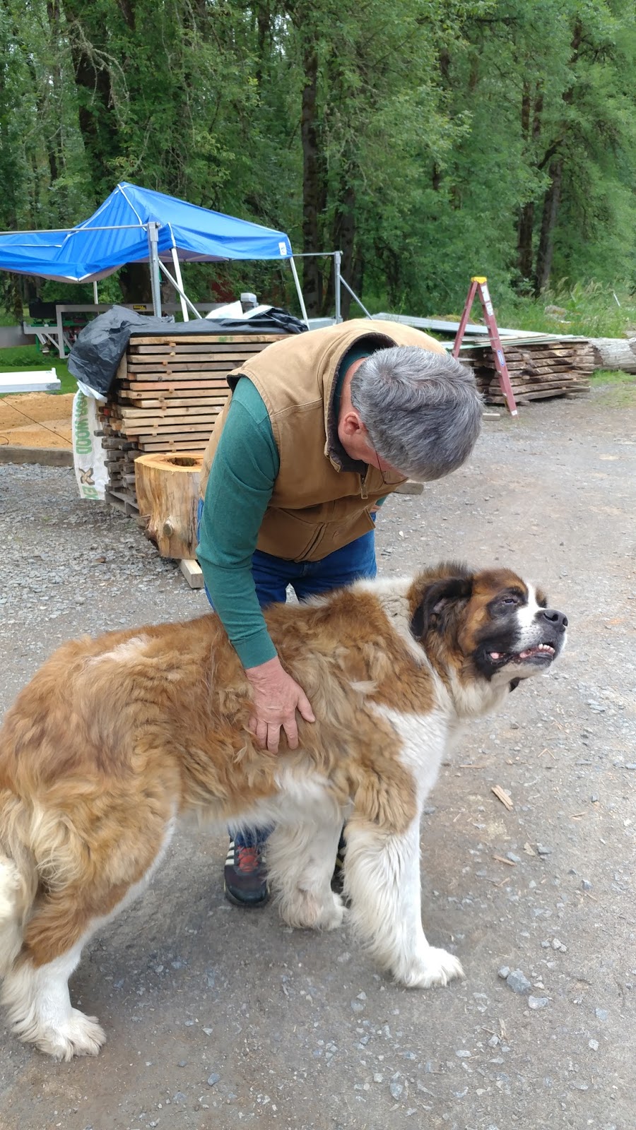 saint bernard craigslist