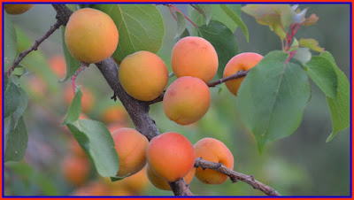 Apricots Fruit Facts In Hindi - खुबानी फल के बारे में हिंदी में जानकारी
