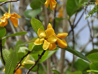 ต้นคำมอกหลวง (ผ่าด้าม) ไม้ดอกพุดของไทย