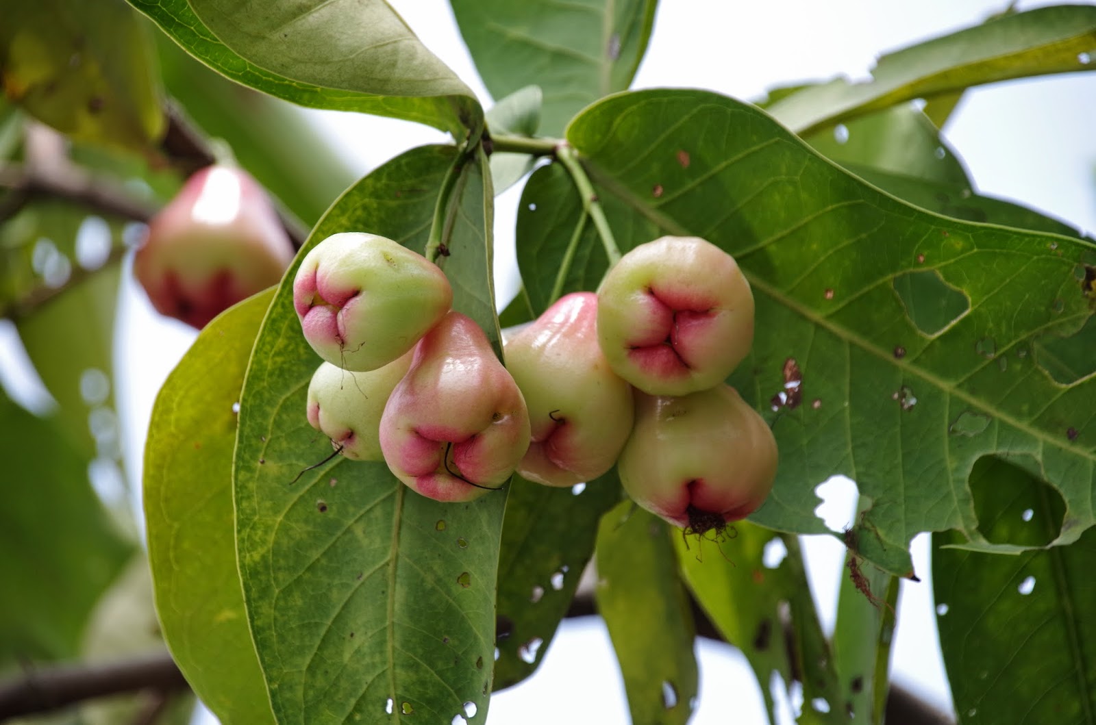 Trees and Plants Jambu