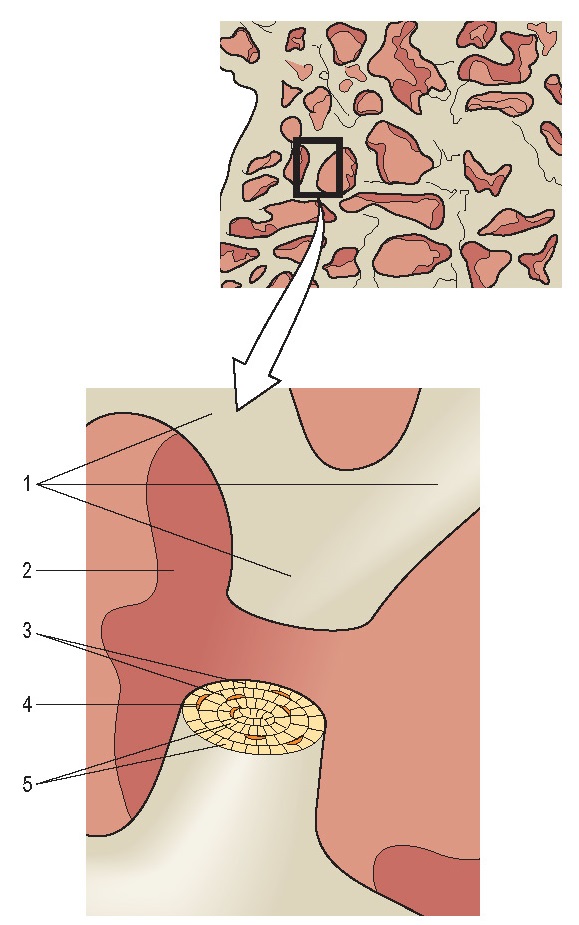 MICROSTRUCTURE OF SPONGY BONE wikitomy