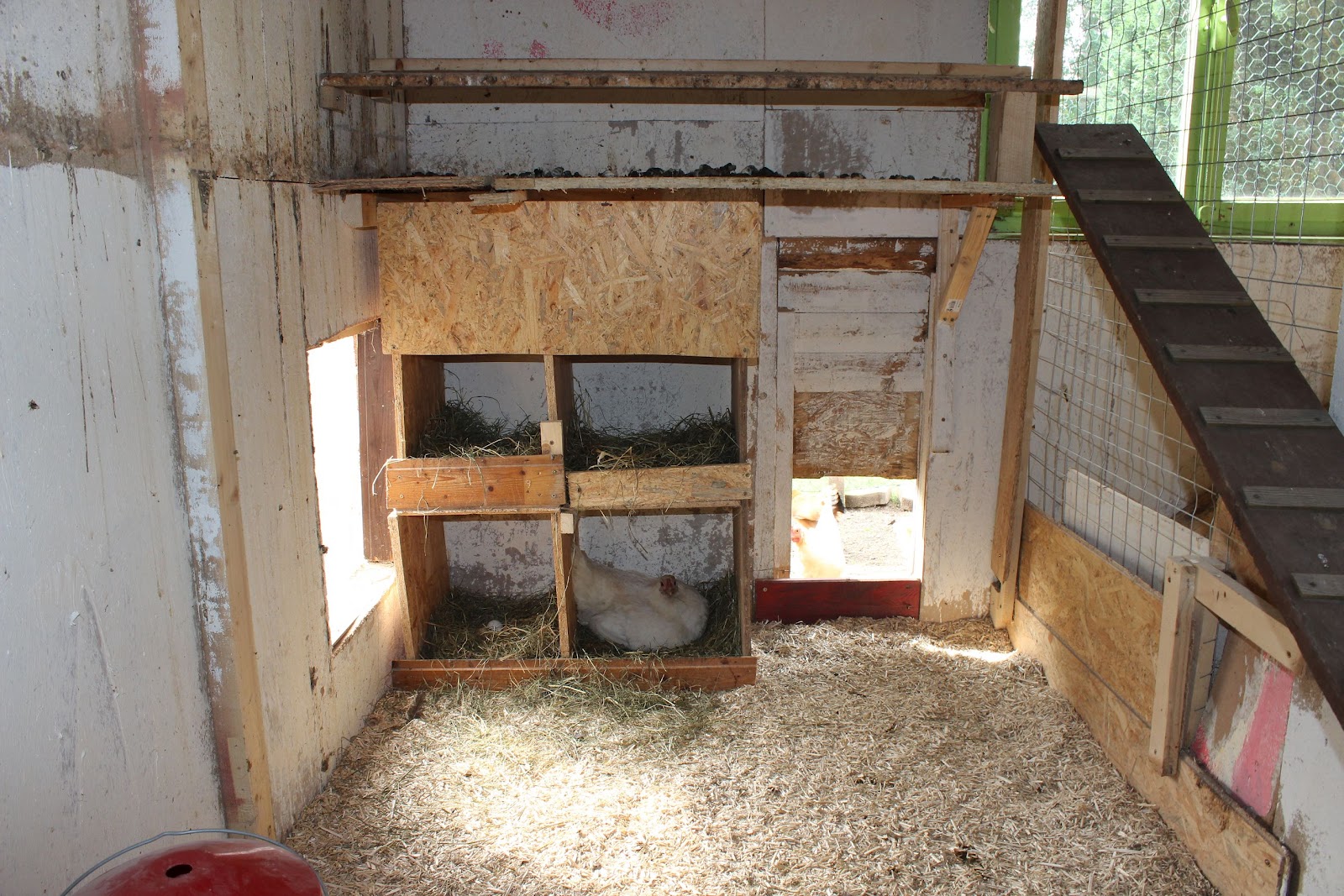 Hühner in Osthessen: Grundreinigung und Umbau