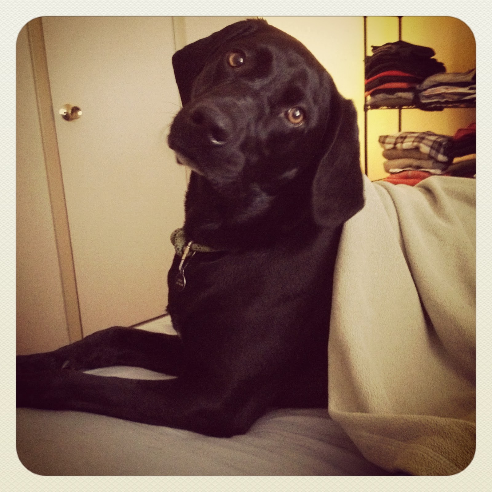 mountains & mode What To Do When You're Dog Gets Into the Trash...