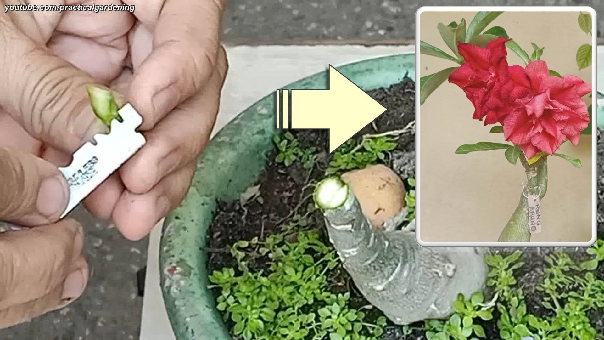 Practical Gardening: Easy Adenium (Desert Rose) Grafting - Wedge Technique