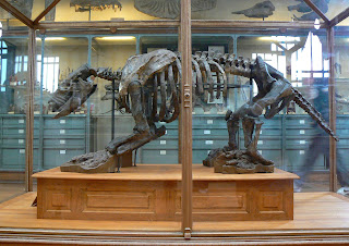 Scelidotherium leptocephalum fosili, Doğa Tarihi Müzesi - Paris.