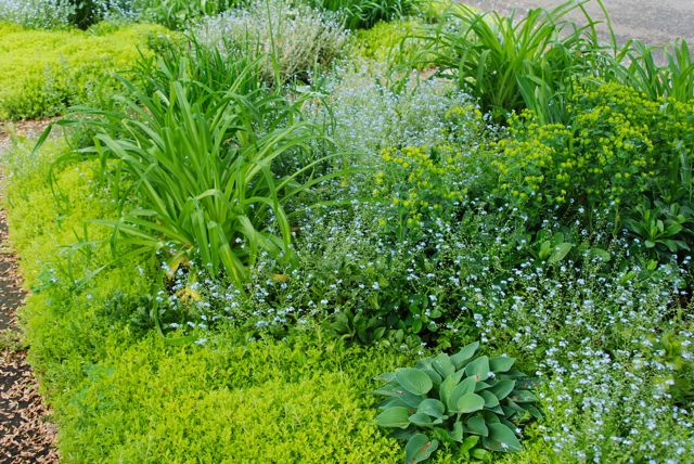 The blue and chartreuse haze that is the Front Woodland right now. Wood spurge on the right, blue forget-me-nots in the middle and Sedum 'Acre' just getting ready to bloom around the edges.