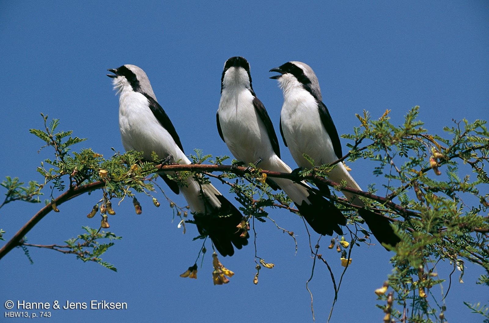 Unusual birds singing. соловей в черемухе. Remarkable birds. щебет птиц. The birds are singing.