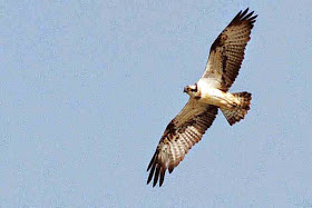 bird, Osprey in flight