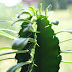 Euphorbia tetra – Wolfsmilch