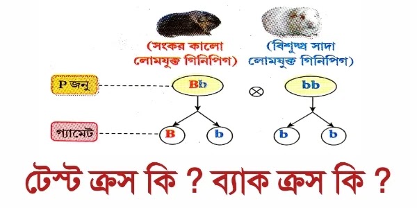 টেস্ট ক্রস ও ব্যাক ক্রস কাকে বলে টেস্ট ক্রস ও ব্যাক ক্রস লোড হচ্ছে
