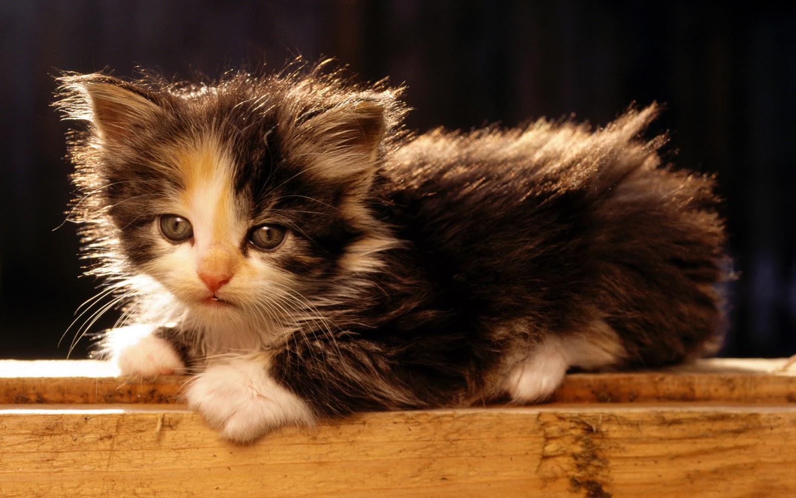 Cute kitty cat kittens