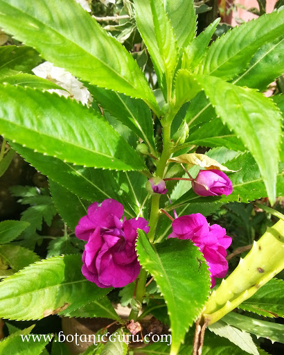 Impatiens balsamina