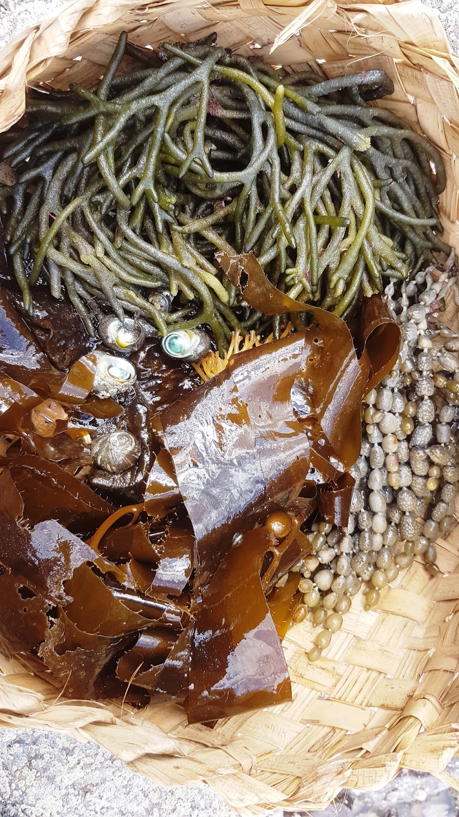 WildFoodsNZ The joy of foraging and eating seaweed