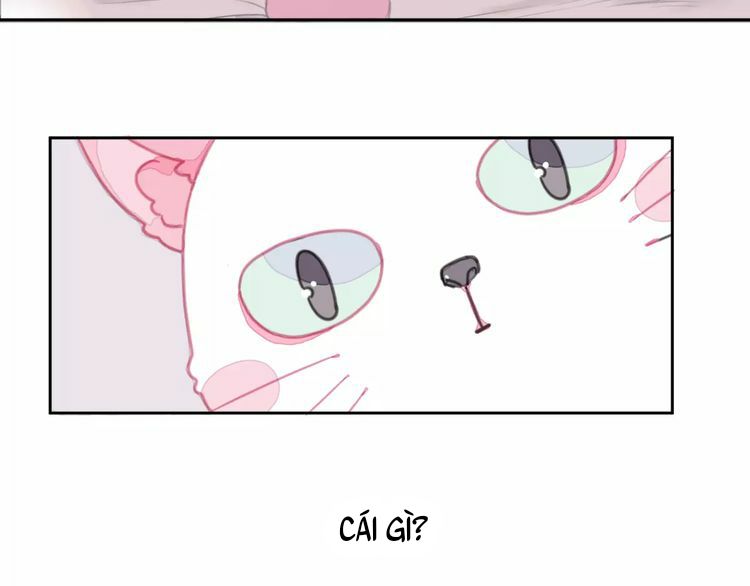Đọc truyện Thế giới của một chú mèo - Chapter 1