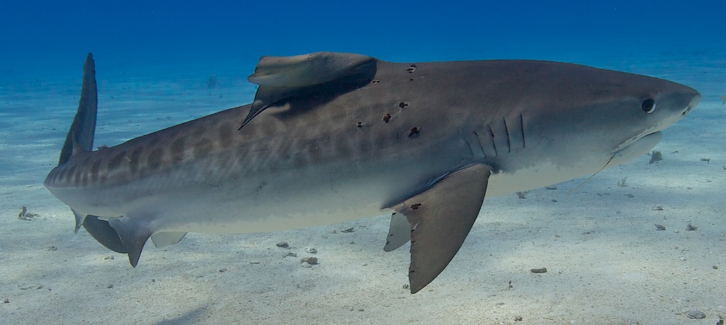 Тигровая акула опасна для человека. Тигровая акула Турция. Розовая акула Живая. Тигровая акула вид со спины. Тигровая акула кладбищенская.