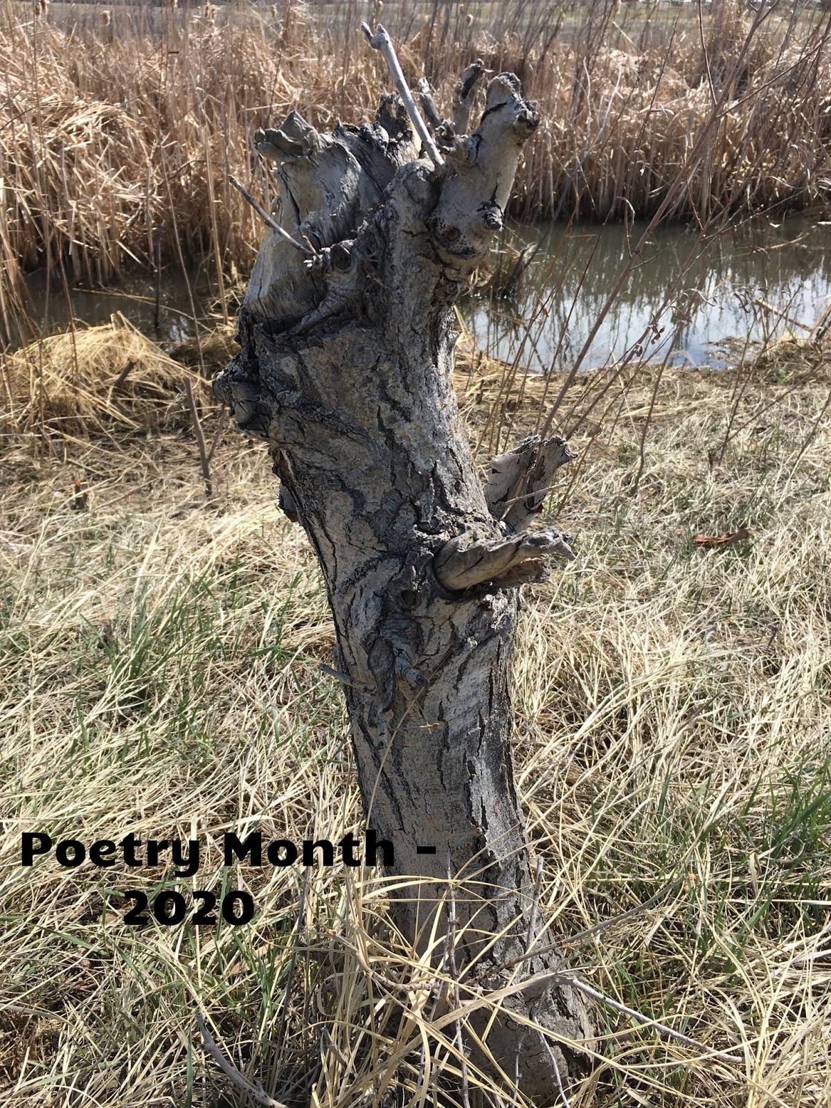 TeacherDance April Poetry Month Number One teacherdance-april-poetry-month-number-one
