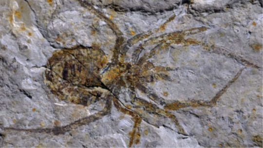 くりぷと 世界の奇妙な住人たち 地球上に存在しない生物の化石 モンゴララクネ チャオヤンゲンシス
