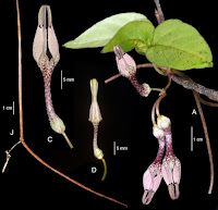 [Botany • 2021] Ceropegia calcicola & C. thorutii (Asclepiodoideae, Apocynaceae) • Two New Species of Ceropegia on Limestone Hills in Northern Thailand