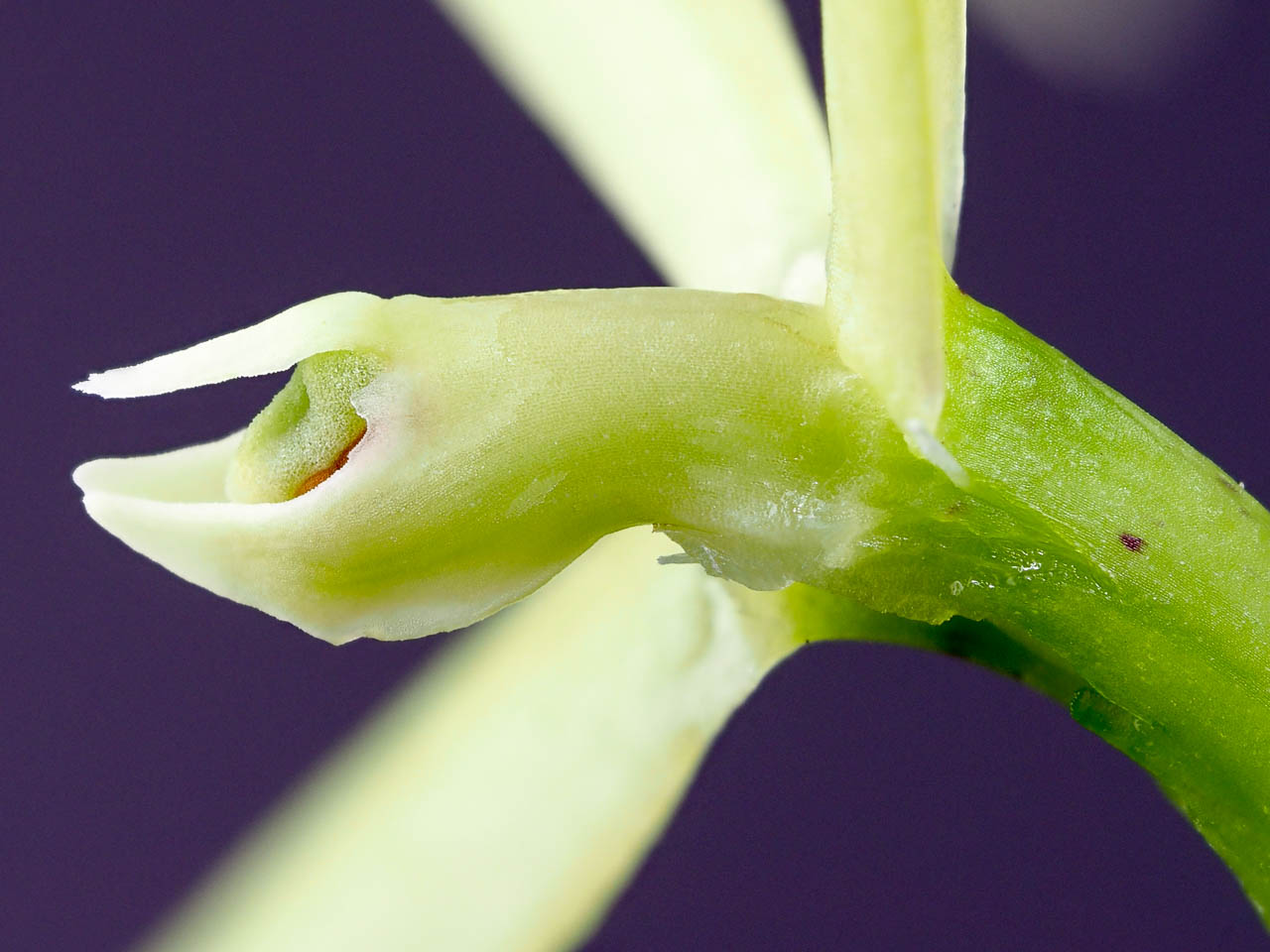 Brassavola grandiflora