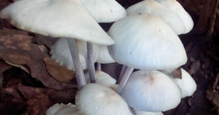 10 Arti Mimpi Melihat Jamur Menurut Primbon Jawa Yang Lengkap Dokumentasi Liestanti Anexia 10 Arti Mimpi Melihat Jamur Menurut Primbon Jawa Yang Lengkap Dokumentasi Liestanti Anexia