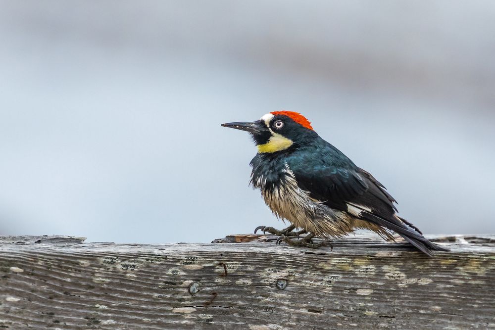 Acorn Woodpecker granaries