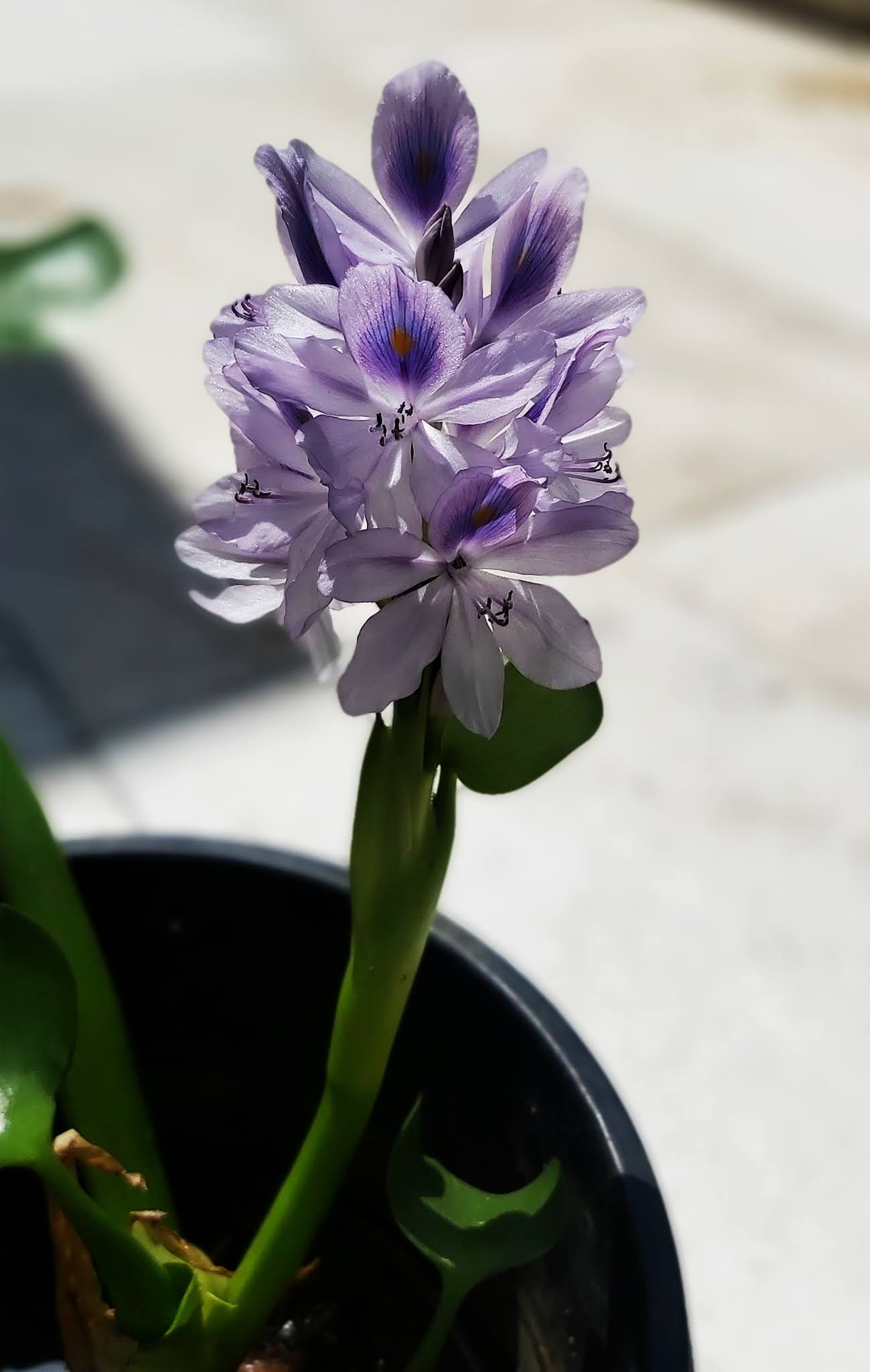 Jaipur Garden Spectacular Water Hyacinth Blooms