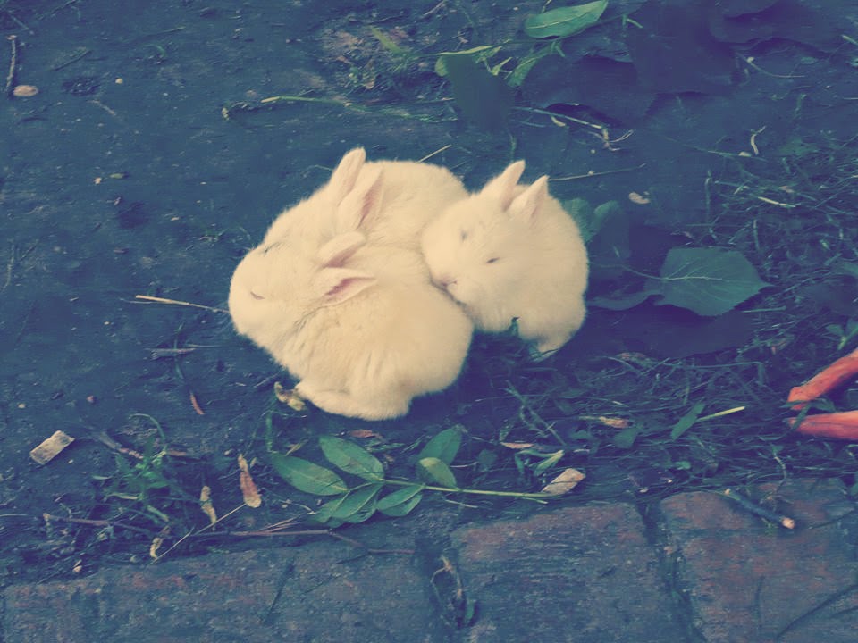 Paris Baby Rabbits