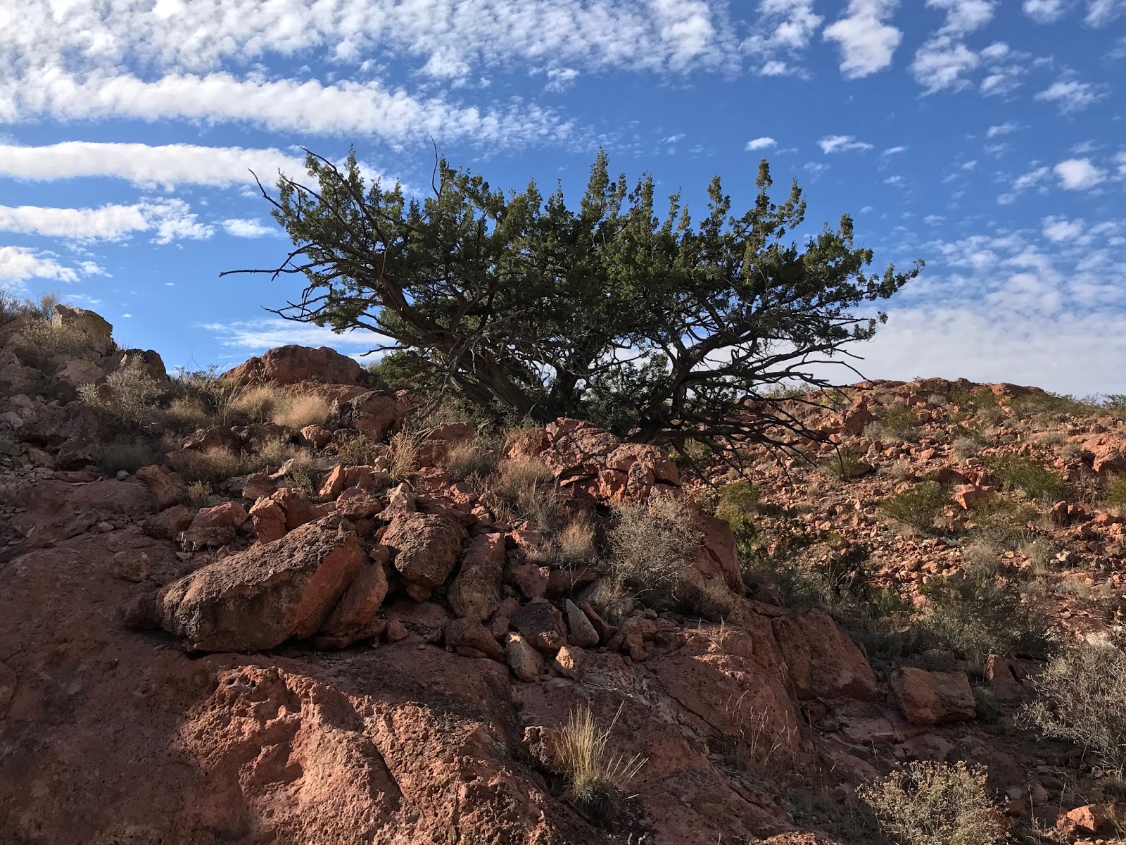 Southern New Mexico Explorer Cedar Hills Another Walkabout Organ