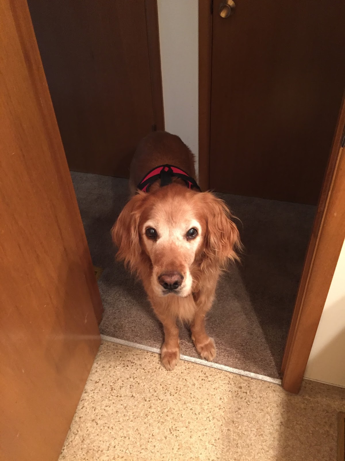 Charlie! Time for a Little Outing