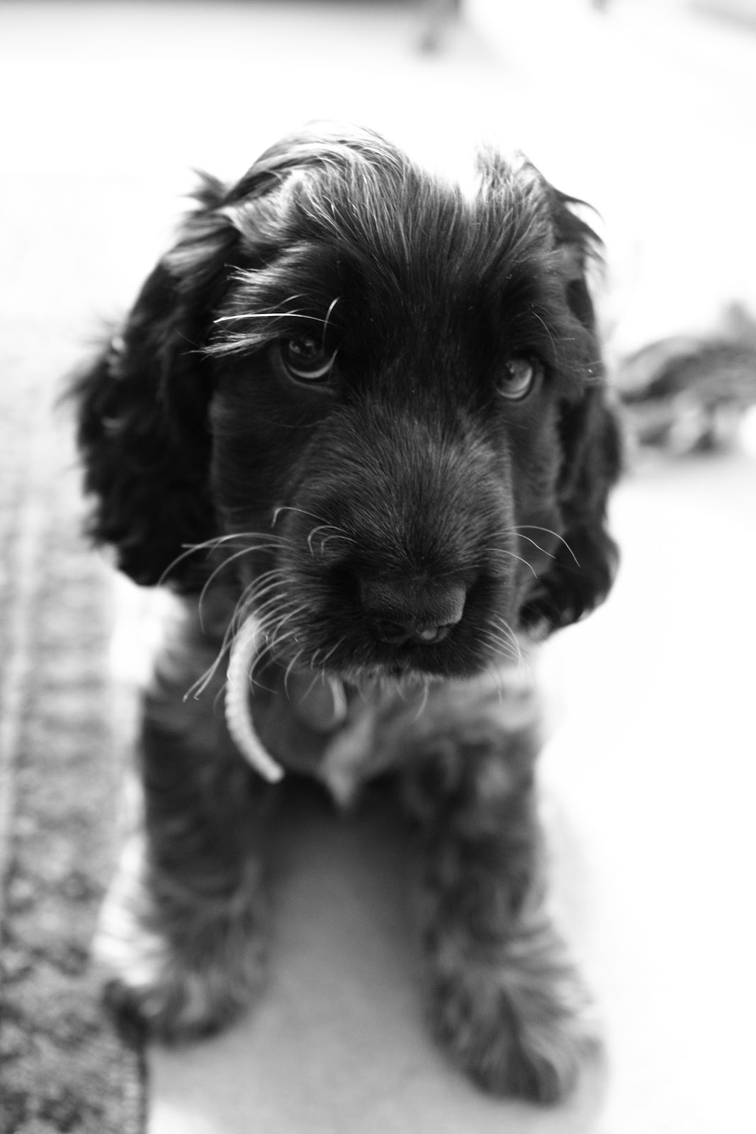 Sophie Carr's Photo Blog: New Cocker Spaniel Puppy