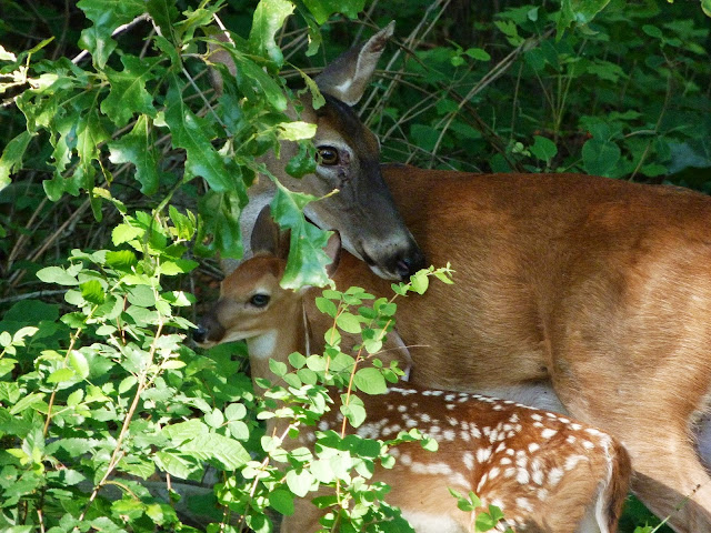 Doe with her fawn