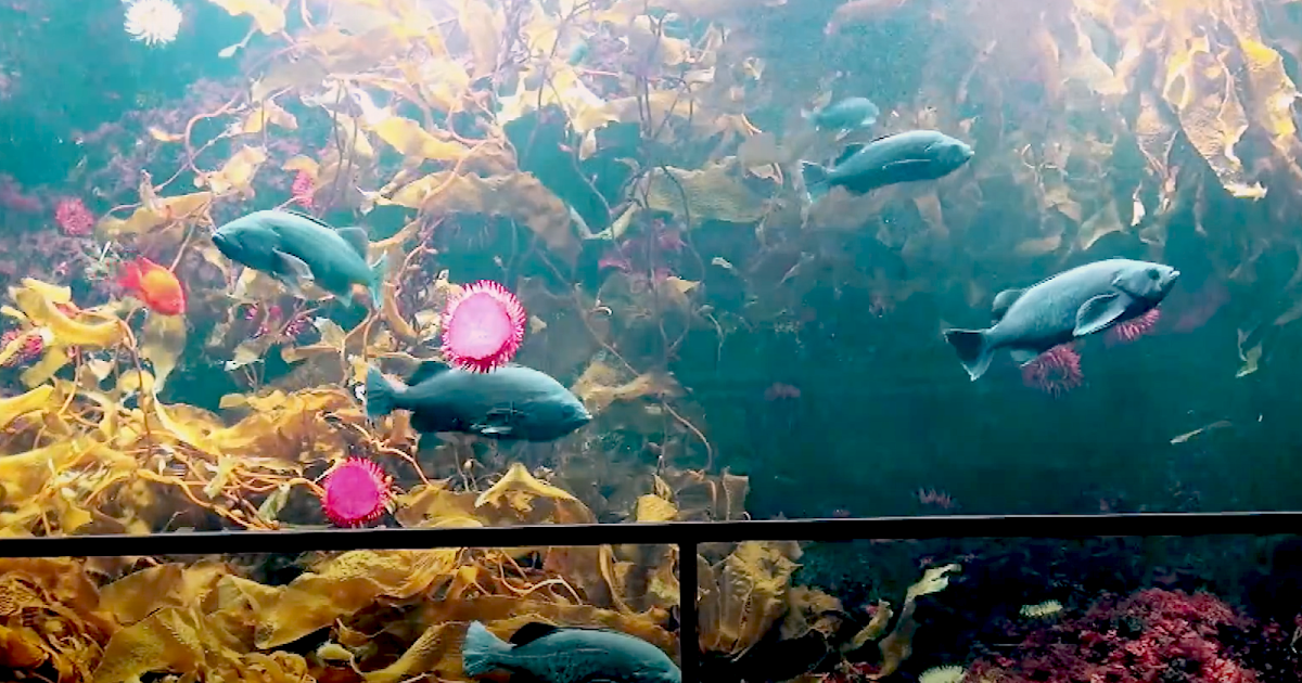 Aquarium Movies (Japan) archive 生きている魚図鑑 Tokyo Sea Life Park Japan 葛西