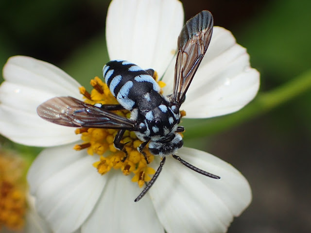 Thyreus novaehollandiae Thyreus novaehollandiae