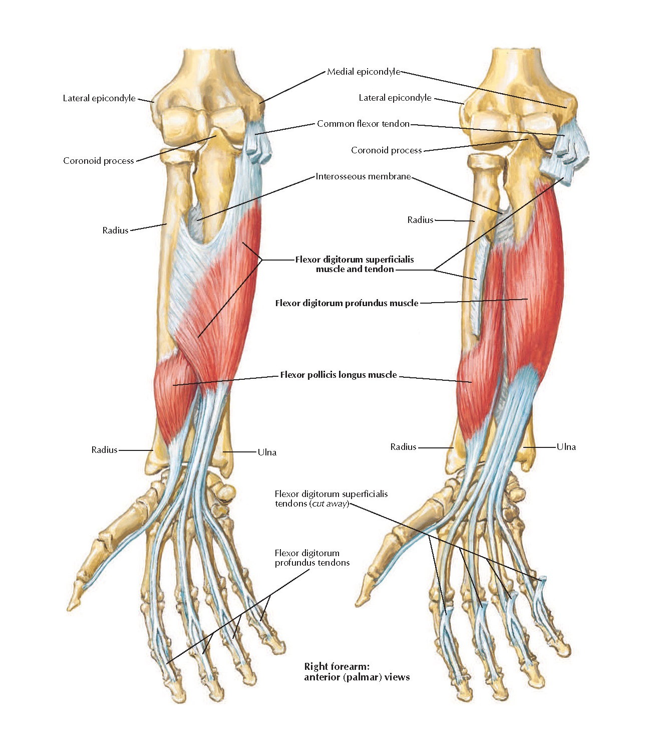 Локтевой сустав мышцы и сухожилия. Мышцы предплечья глубокий сгибатель пальцев. Поверхностные мышцы предплечья сгибатели. Мышцы сгибатели и разгибатели кисти. Мышцы предплечья Неттер.