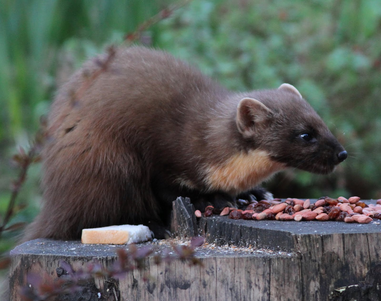соболь (зверек сем. лесная куница. австрийская куница. куница лесная куница. лесная куница.