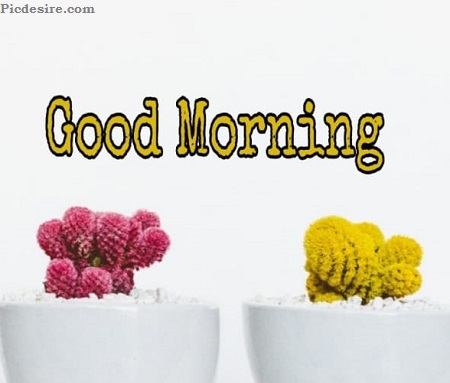 Cute Good Morning Images for Whatsapp | Best 21 Cute Good morning Photo Cute Good Morning Images for Whatsapp | Best 21 Cute Good morning Photo