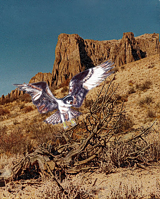Desert hawk paste-up by Annake