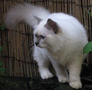 Birman Cat Pictures