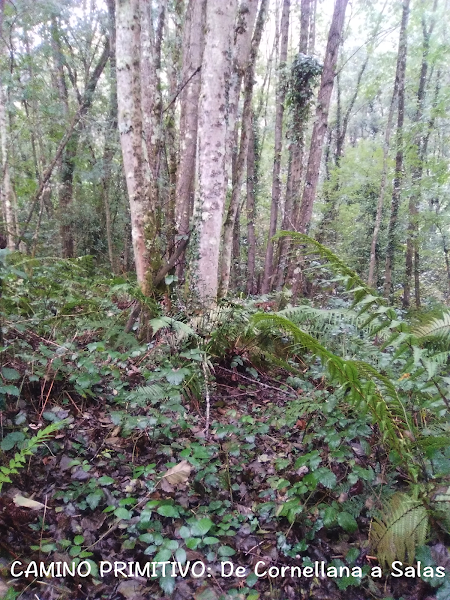 Imagen del bosque de Suburriba en la etapa de Cornellana a Salas