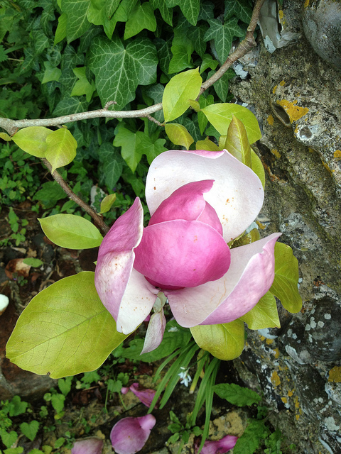 Magnolia bud just bursting into flower Stock Photo - Alamy