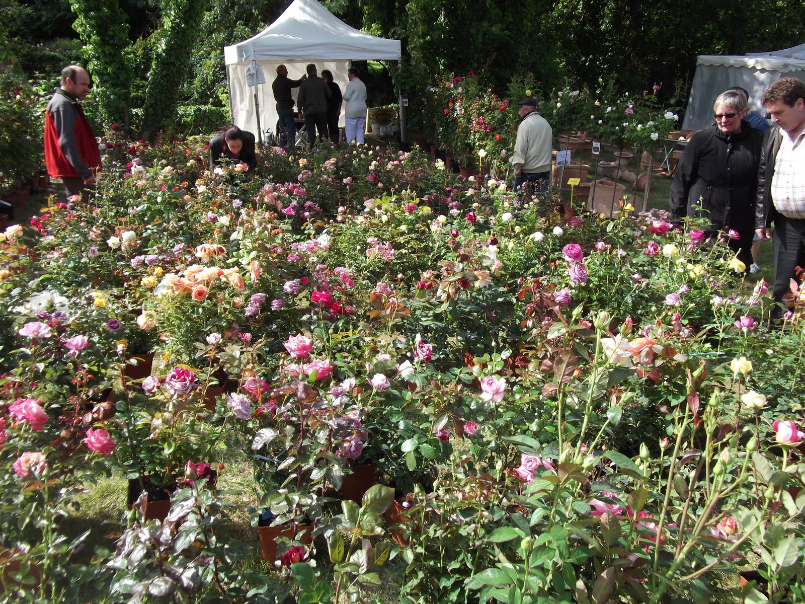 Fete De La Rose Veules Les Roses