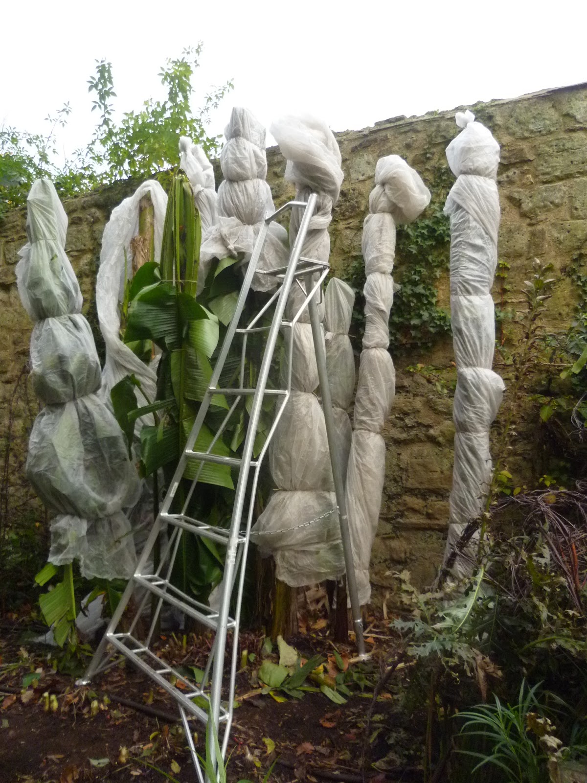Worcester College Gardeners 20092018 Winter Protection For The Banana