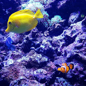 5 spannende Familien-Ausflüge auf Fehmarn im Winter. Im Meereszentrum Fehmarn könnt Ihr Nemo im Aquarium treffen!