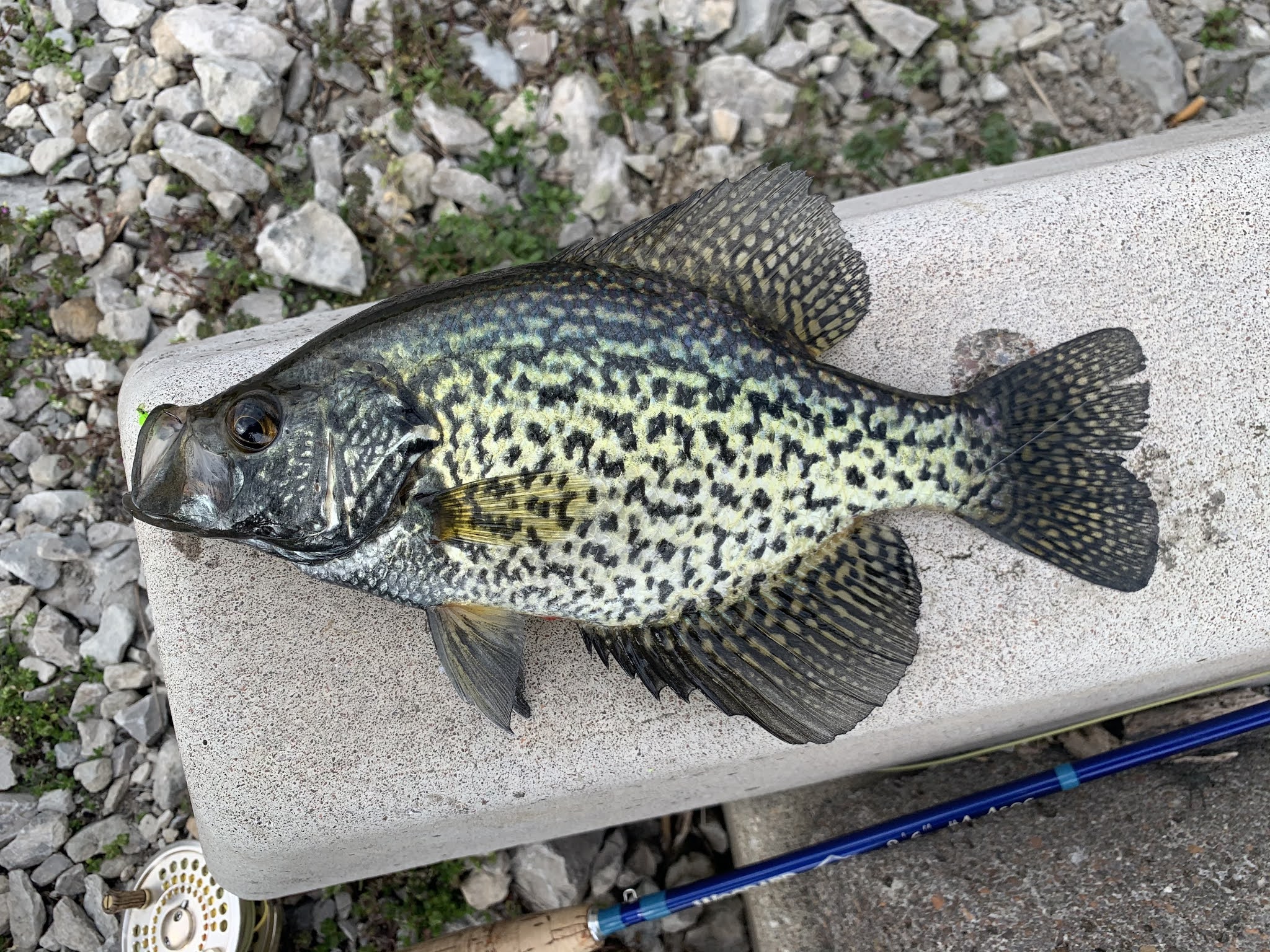 The Show Me Fly Guy Lone Jack Lake Fishing Report