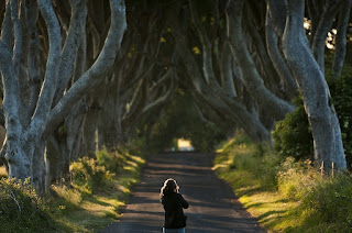 Буковата алея в Ирландия
