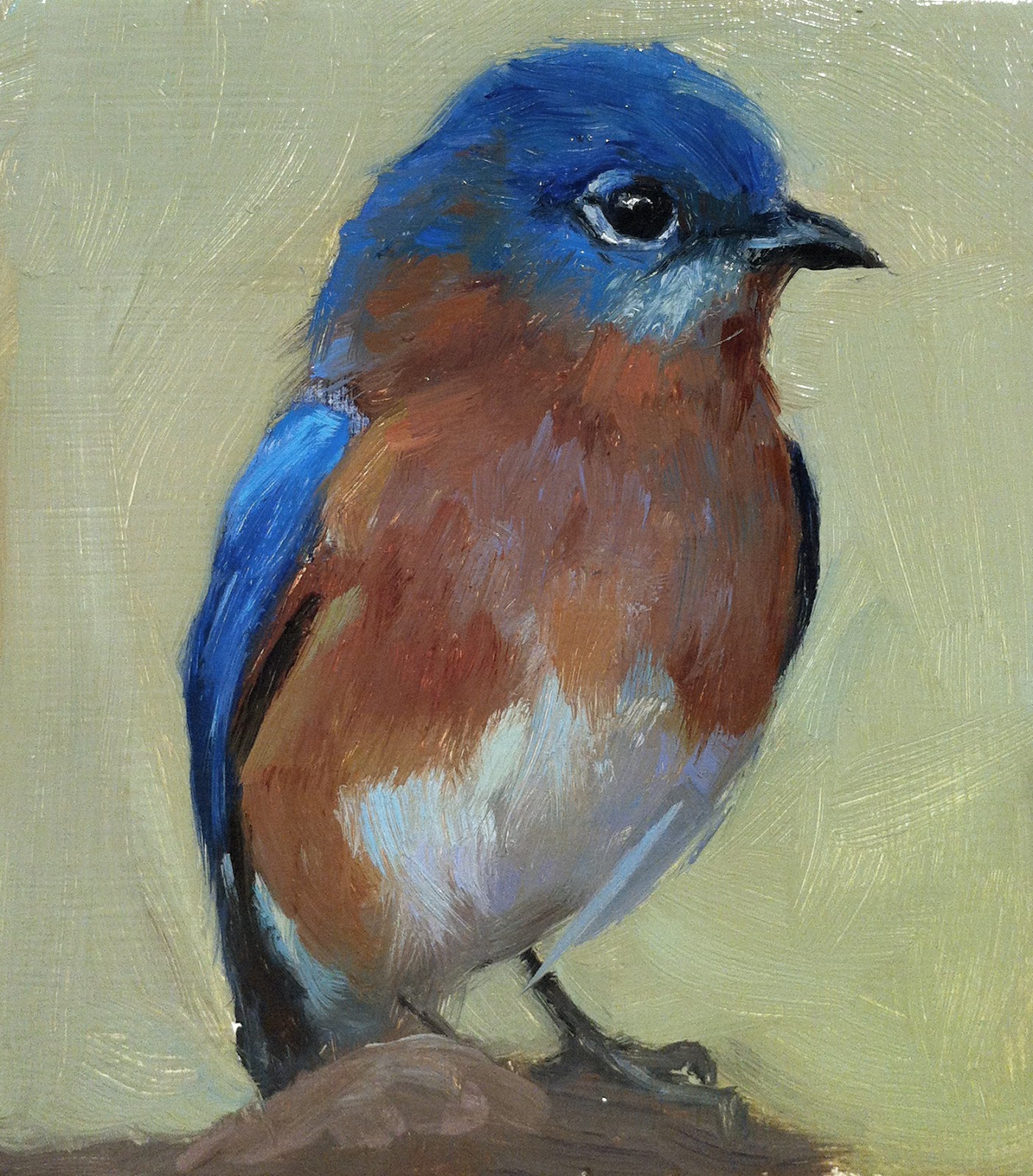 finch: A Bridled Titmouse, and two adorable baby Bluebirds!