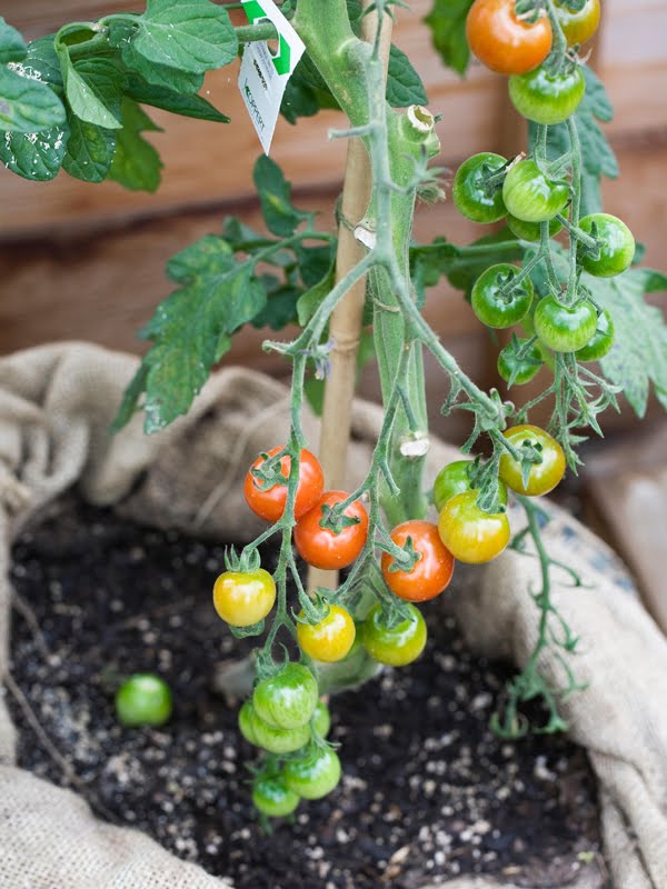 UrbanViews Tomatoes and Potatoes, Same Tree?