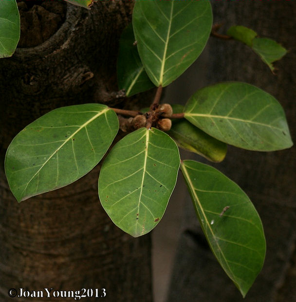 Нимфаэфолия фикус фото Фикус Йемен: Экзотические растения Планета земля Фотогалерея природы на dia-logi